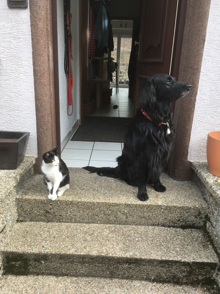 Hundetrainer, Hundetrainerin, Hundeschule, Hundetrainer