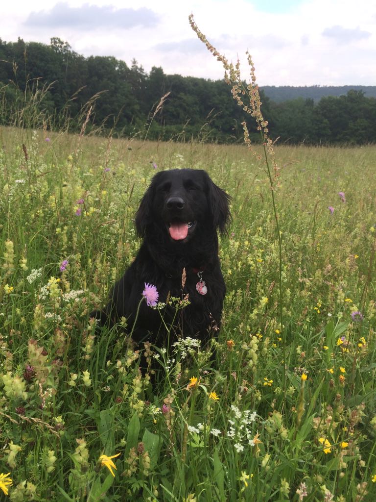 Hundetrainer, Hundetrainerin, Hundeschule, Hundetrainer