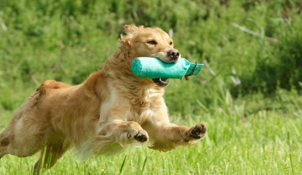 Hundetraining, Verhaltensberatung, Hundeschule