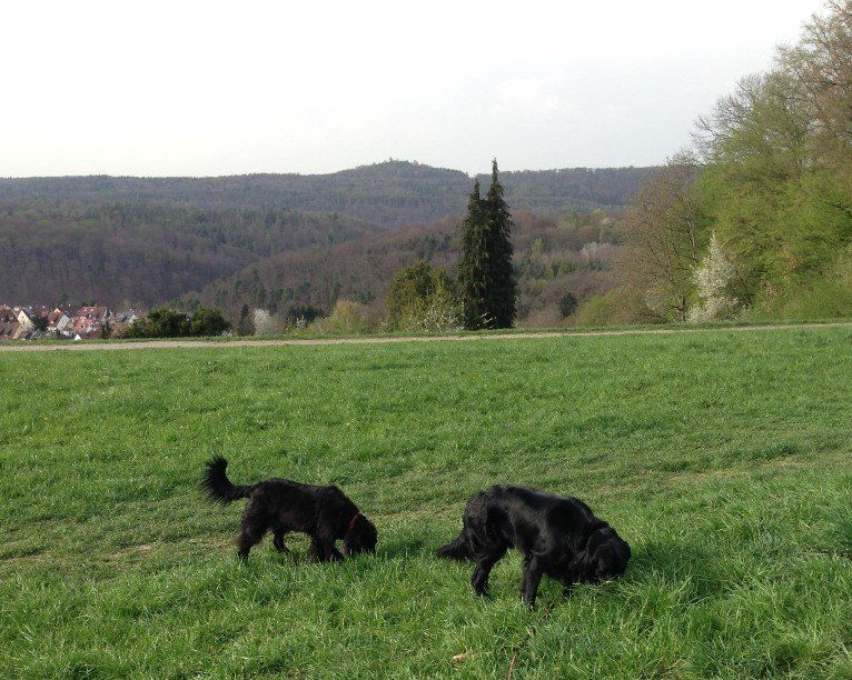 Hundetrainer, Hundetrainerin, Hundeschule, Hundetrainer
