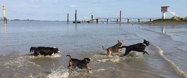 Hundetrainer, Hundetrainerin, Hundeschule, Hundetrainer