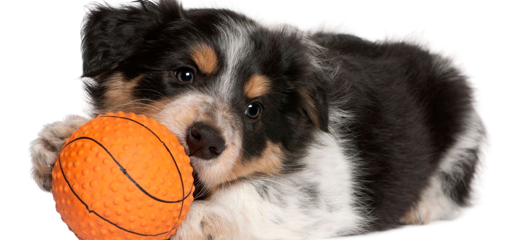 Hundetrainer, Welpenschule, Hundeschule