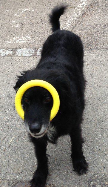 Hundetrainer, Hundetrainerin, Hundeschule, Hundetrainer