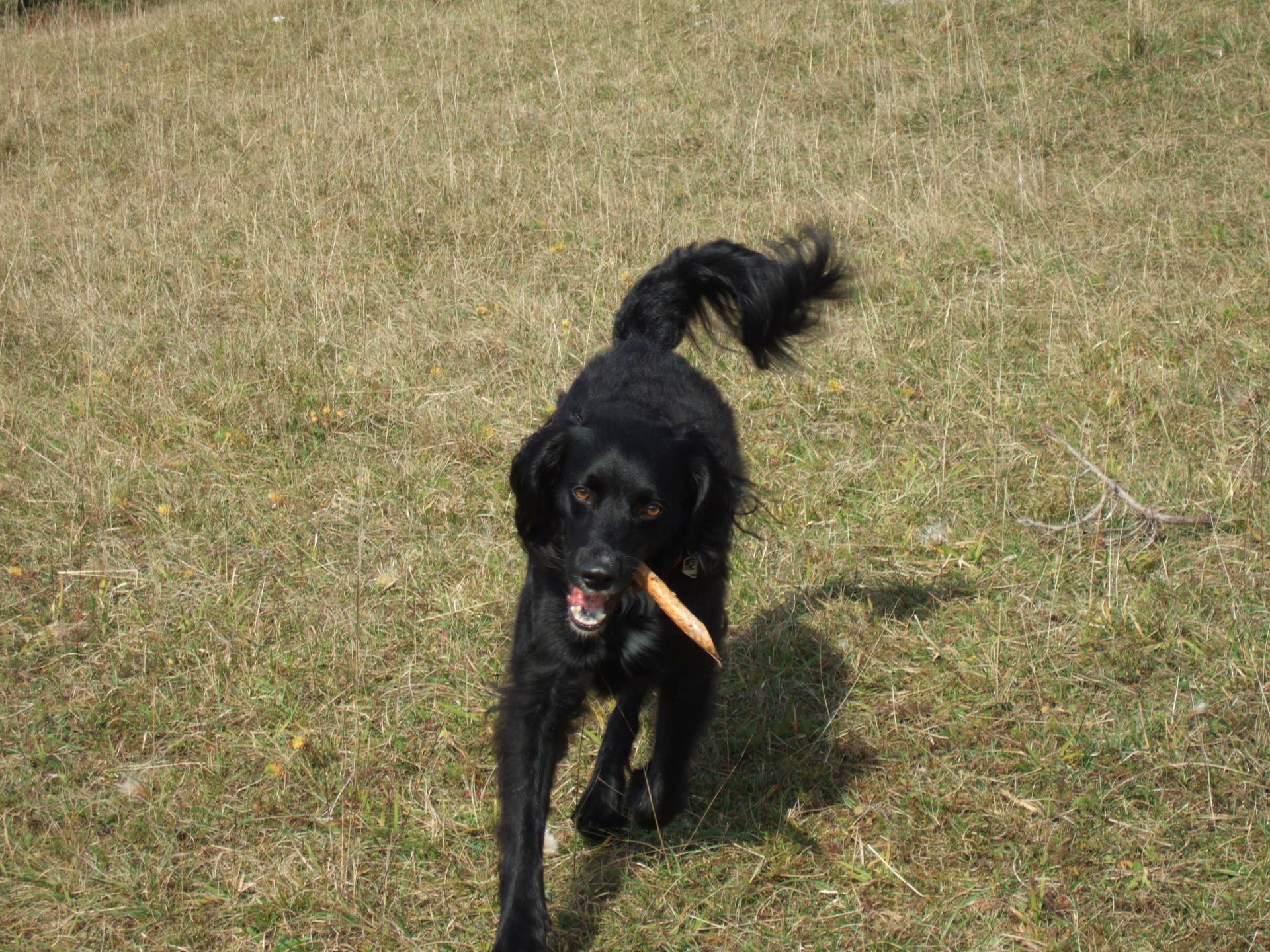 Hundetrainer, Hundetrainerin, Hundeschule, Hundetrainer