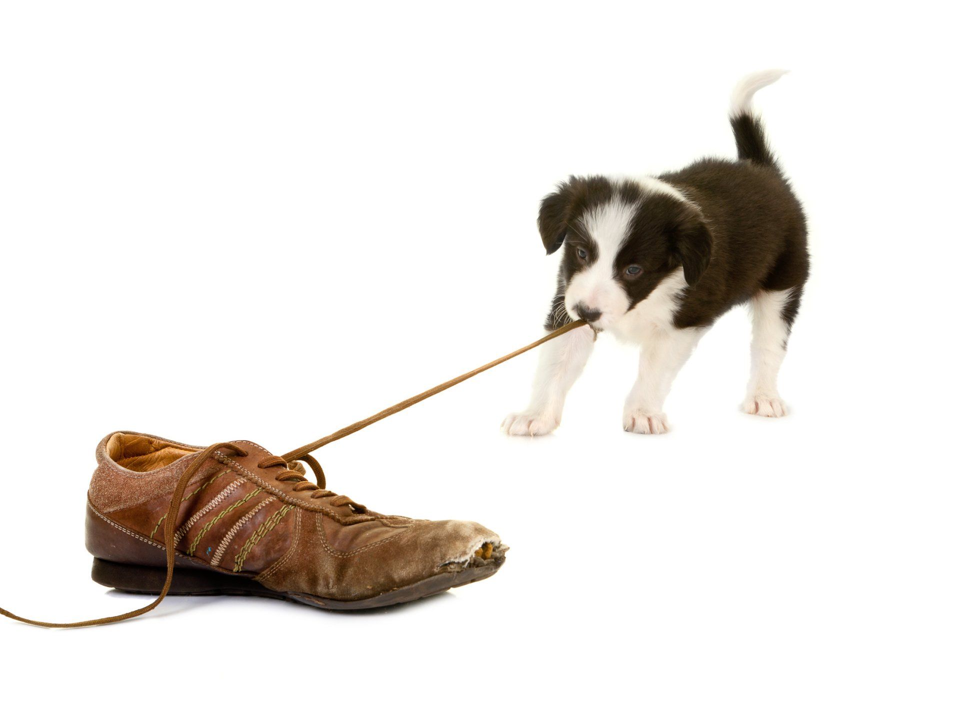 Hundetraining, Welpenschule, Hundeschule