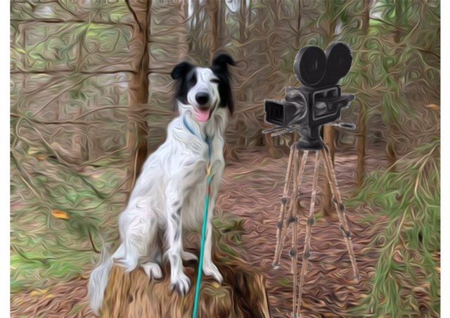 Videoanalyse Hundetraining Stuttgart Corona