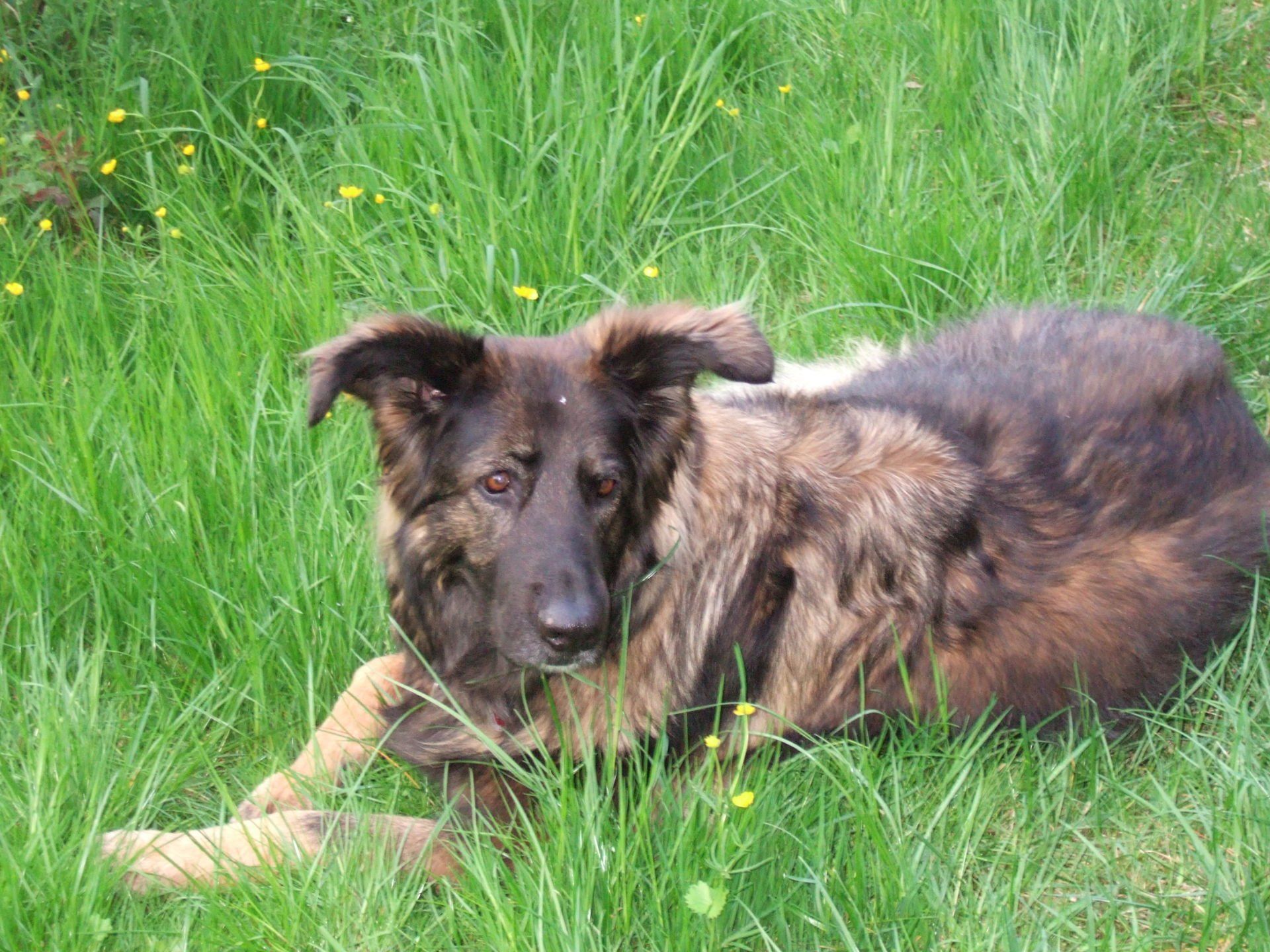 Hundetrainer, Hundetrainerin, Hundeschule, Hundetrainer