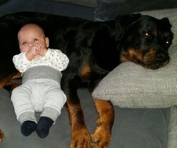 Hundetrainer, Hundetrainerin, Hundeschule, Hundetrainer