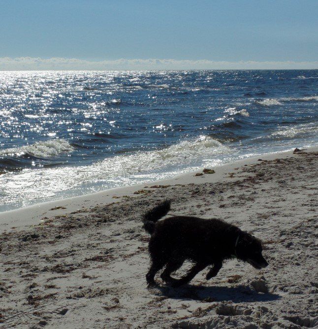 Hundetrainer, Hundetrainerin, Hundeschule, Hundetrainer