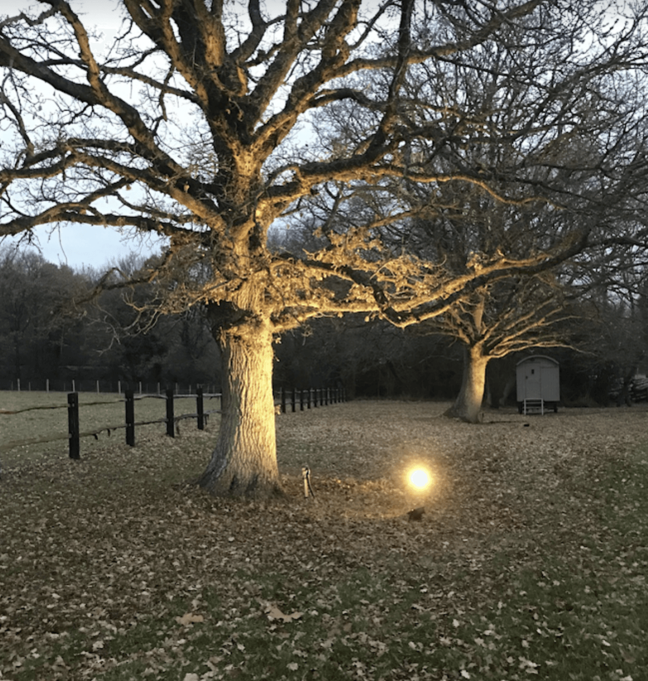 Garden Uplighting