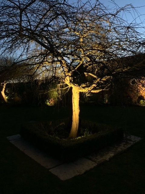 Specimen Tree Up Lighting