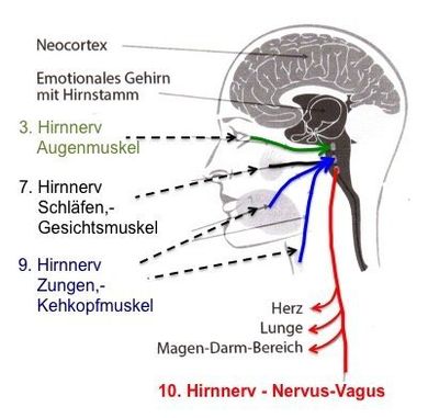 Vagus-Meditation, Großer Ruhe-Nerv, Vegetatives Nervensystem