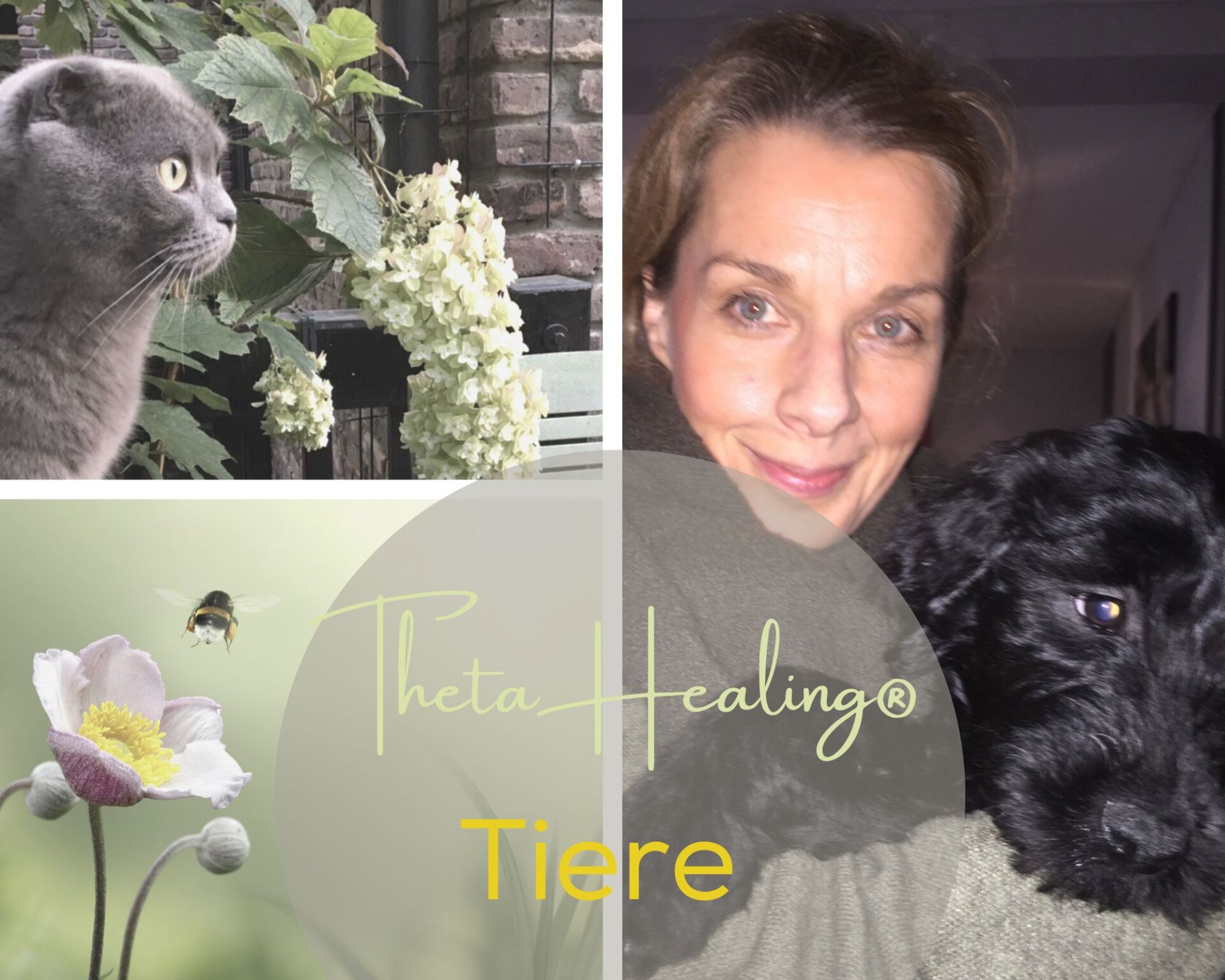 ThetaHealing Seminar und Ausbildung Tiere, Tierseminar, Naturheilpraxis Sandra Gallagher