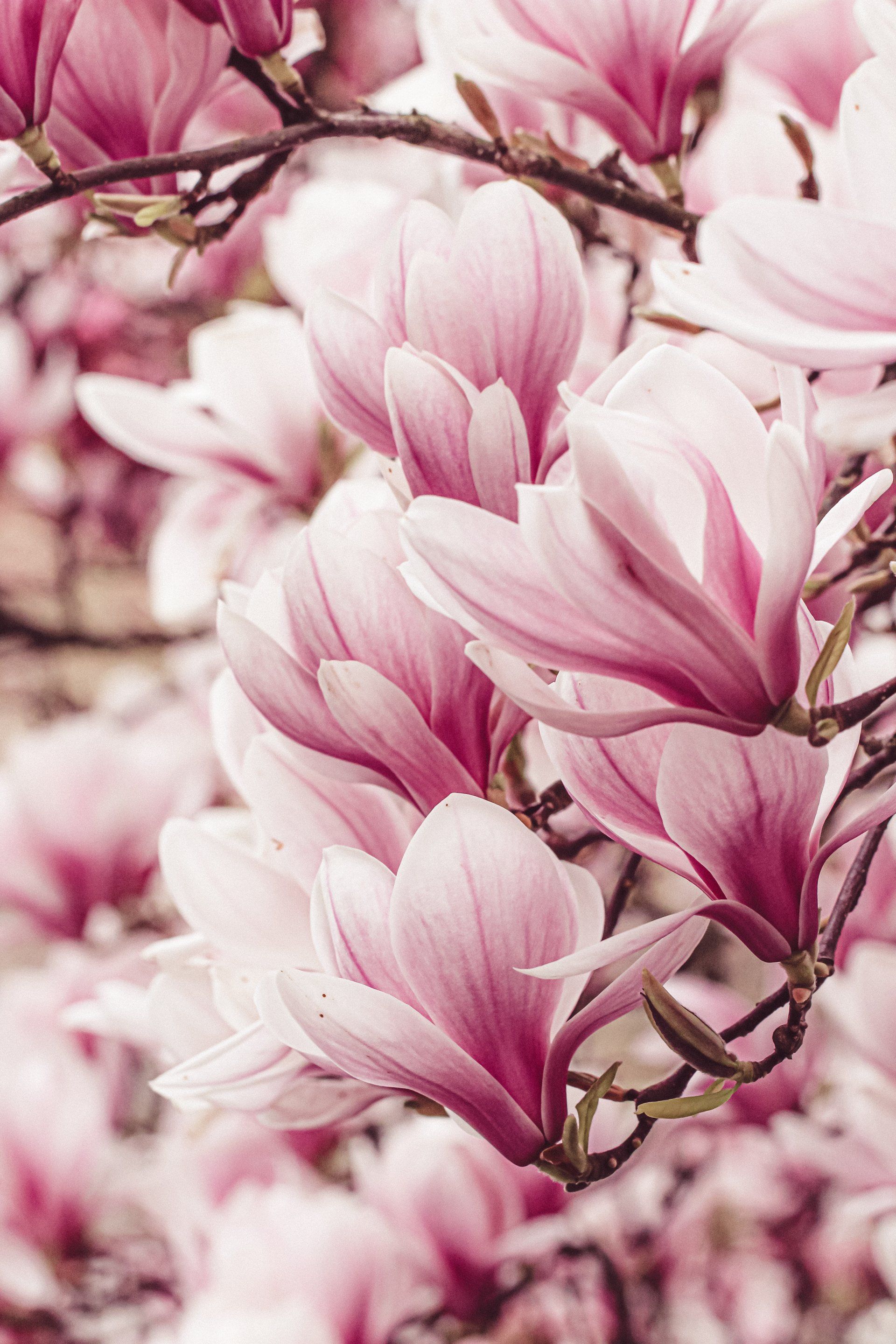 Magnolienblüte