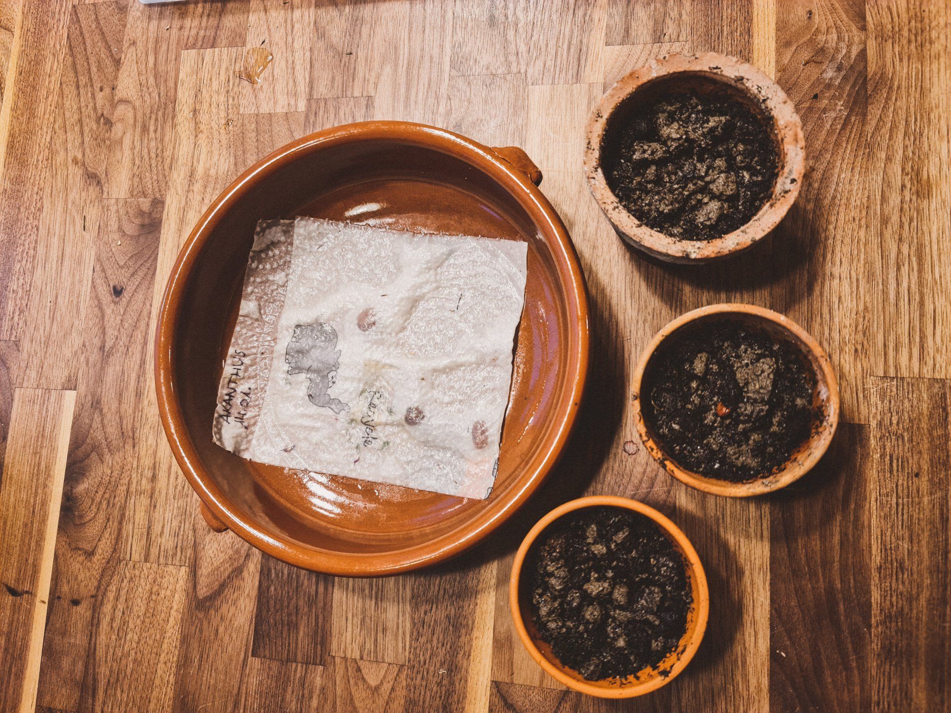 Aussaat von Blumen im Haus: So geht's