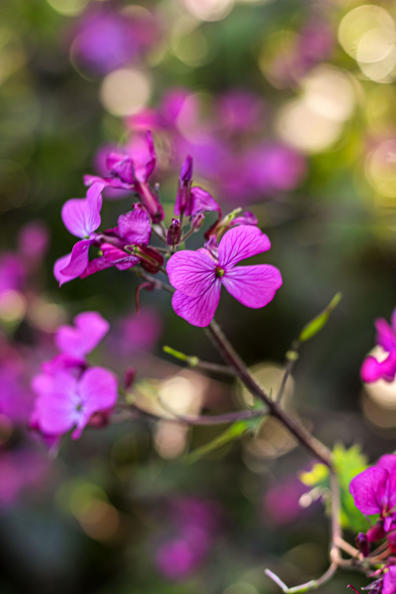 Lunaria Chedglow Blüte Lunaria Chedglow Blüte