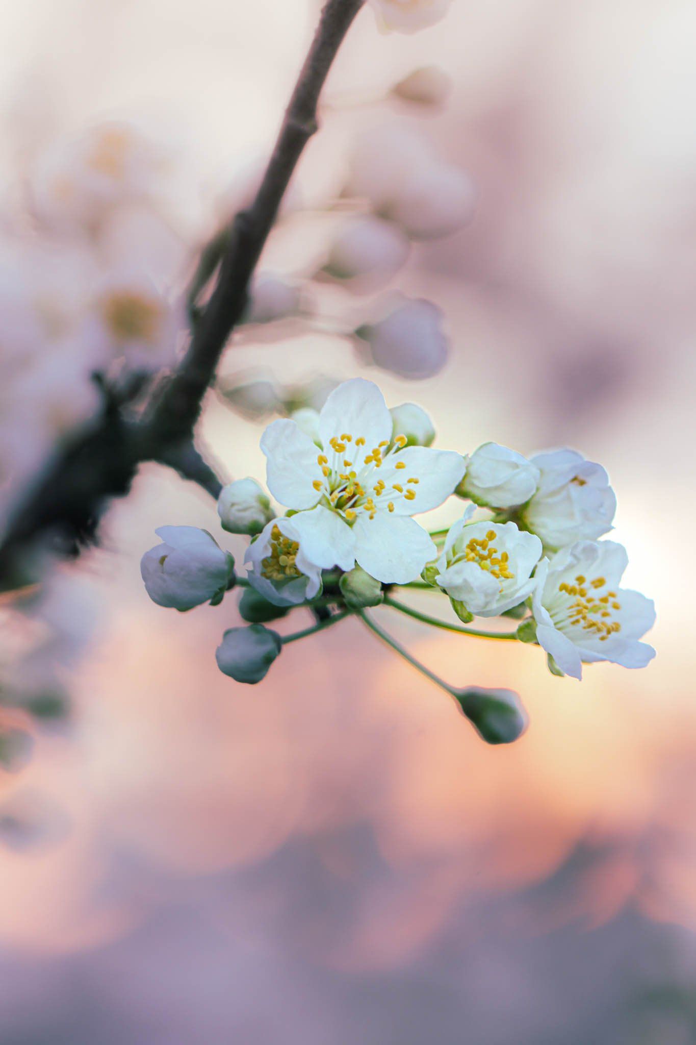 Cherryblossom