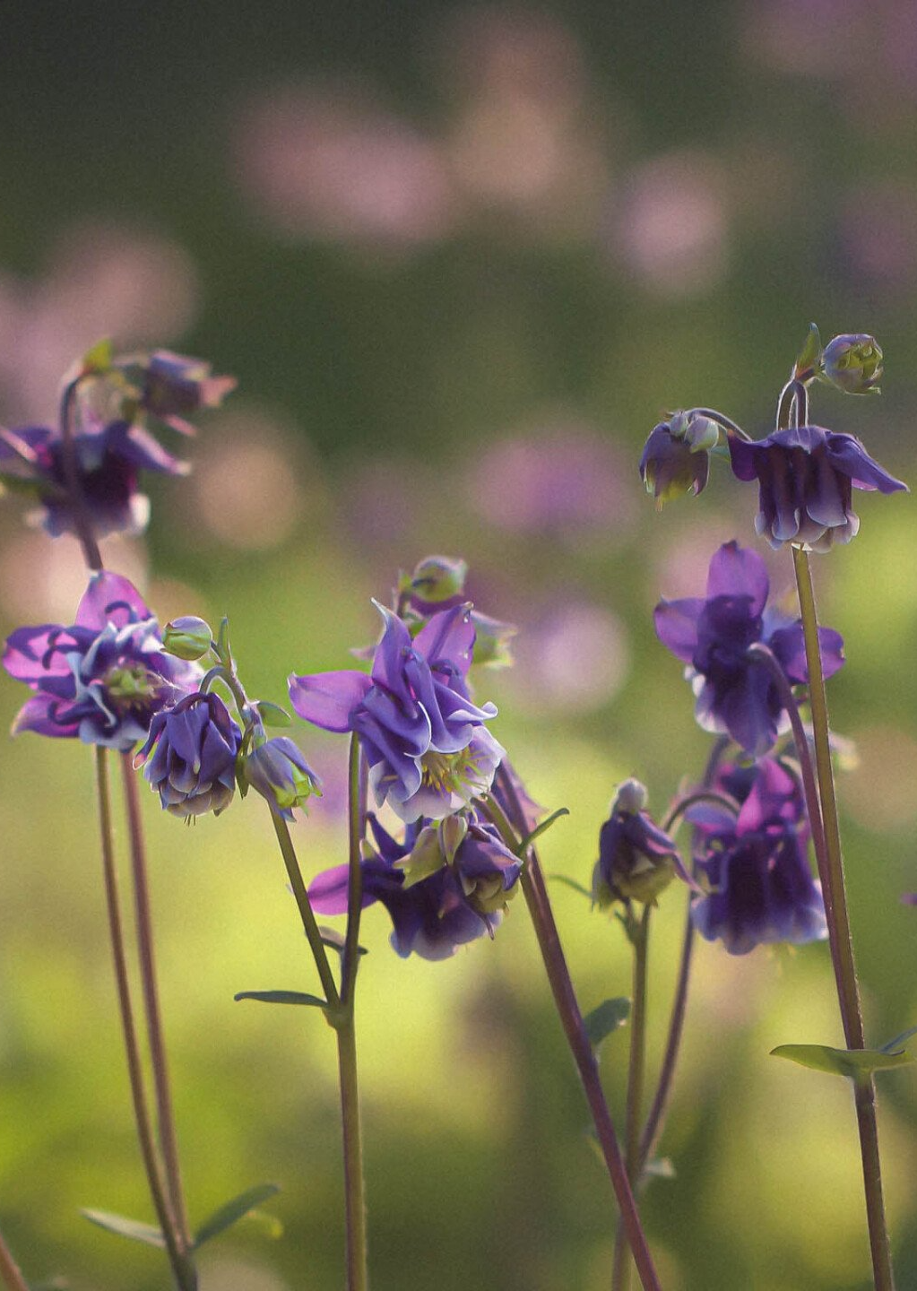 Akelei; Staude; mehrjährig; Pflanzporträt