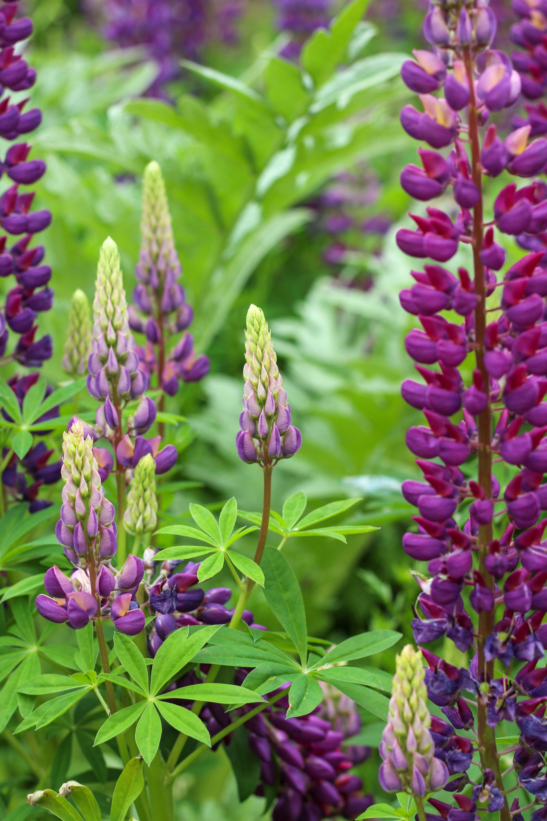 Lupine Lupine