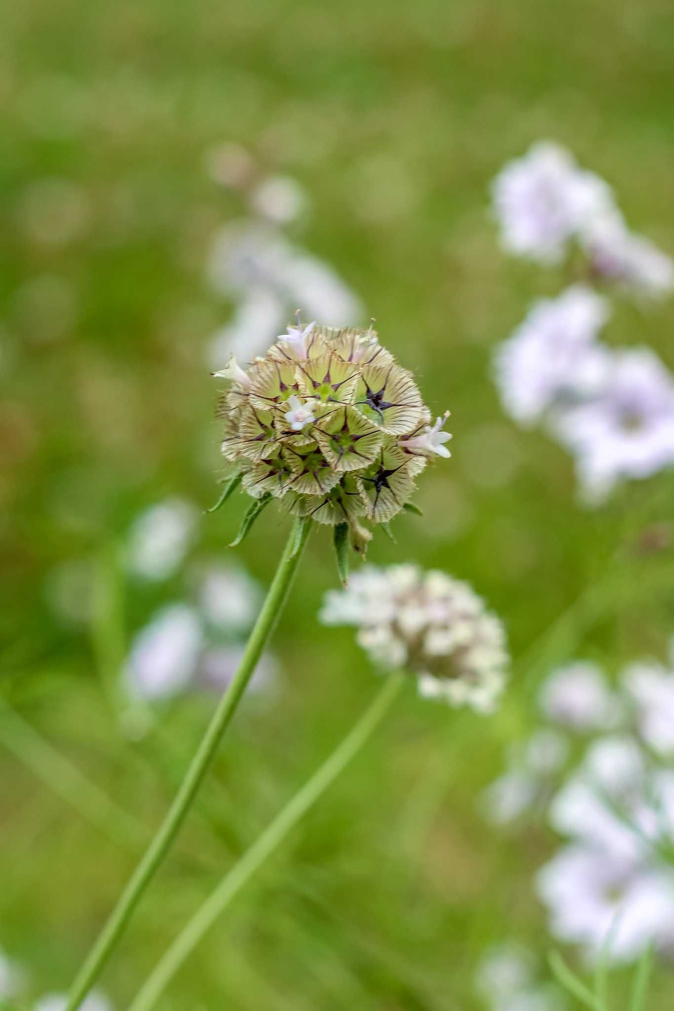 Stern Skabiose; Kugelskabiose, Trockenblume Stern Skabiose; Kugelskabiose, Trockenblume