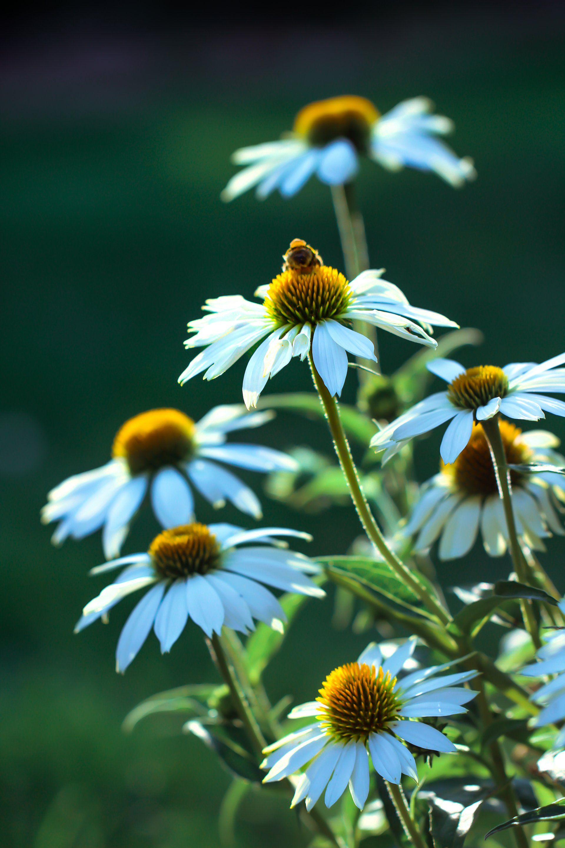 Echinacea; Staude; Pflanzporträt