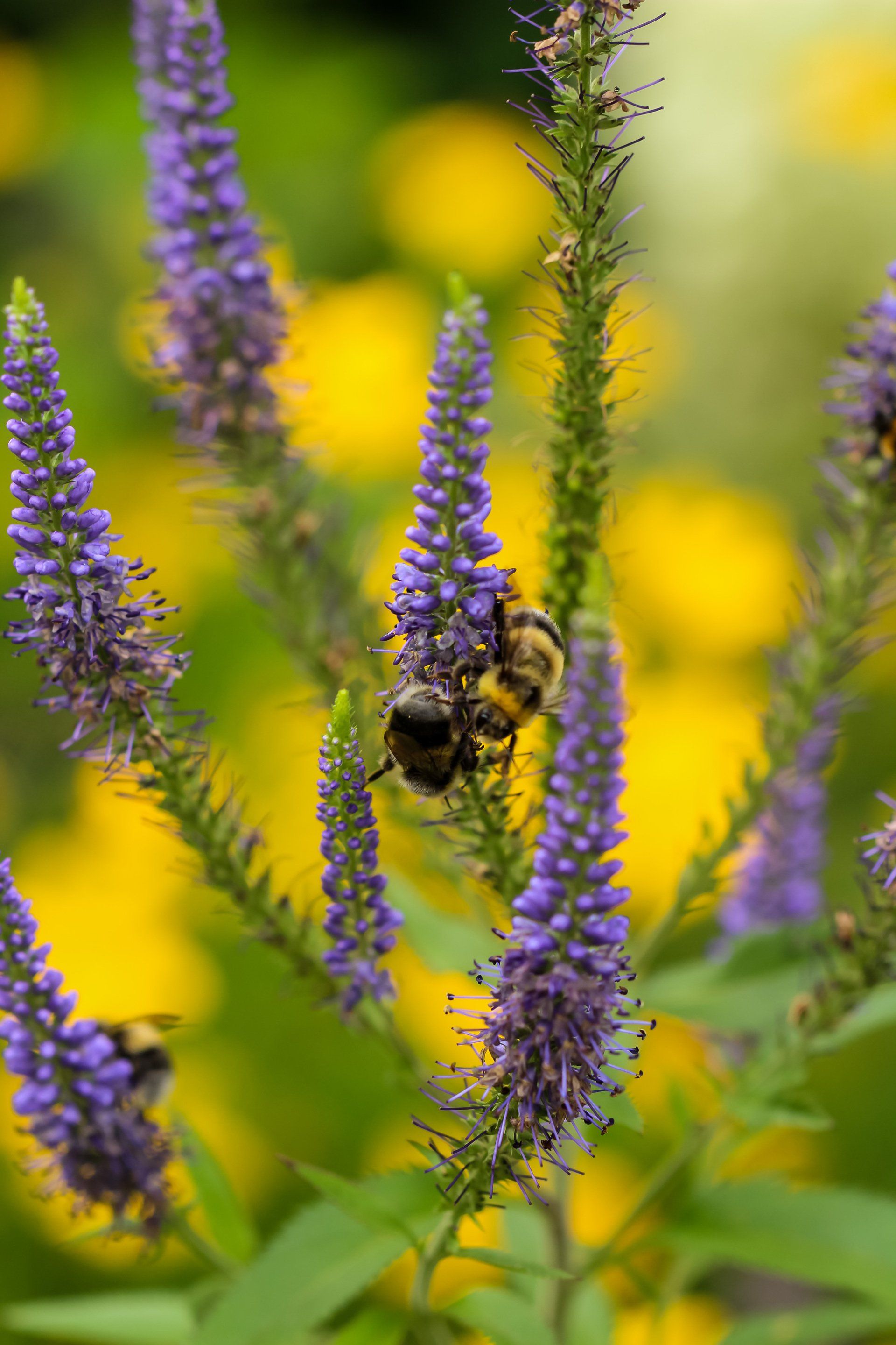 Ehrenpreis; Veronica Longifolia; Staude; Pflanzporträt