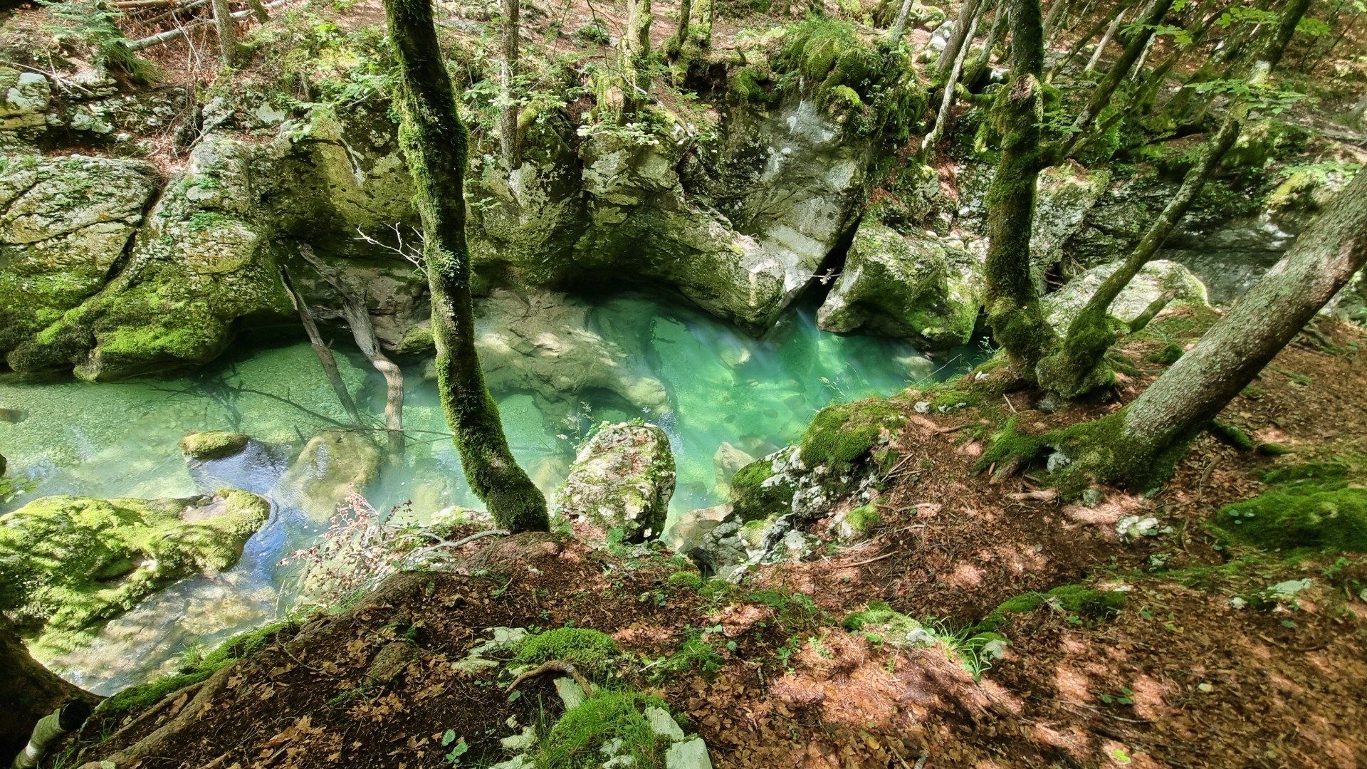 Hornisse auf Olivenbaum, © Catrin Rammeiser
