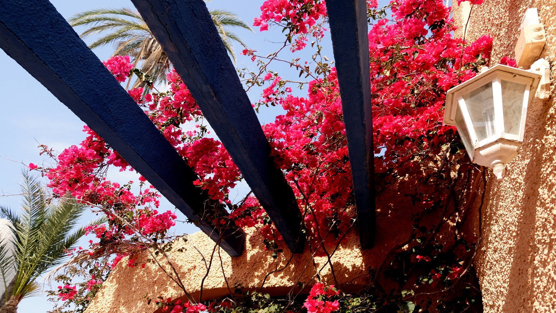 looking up above there are three blue beams and they are covered in a beautiful pink flowering bouganvilla canopy