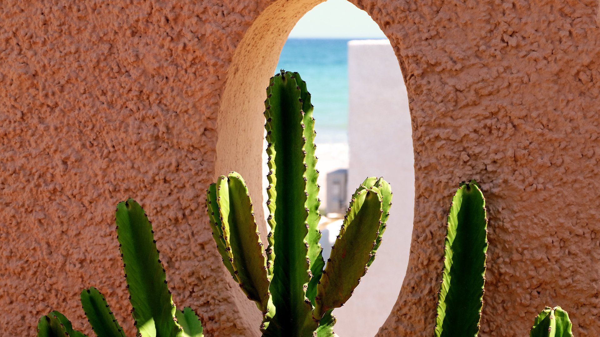 close up of top of a big cactus in front of a the porthole in the wall climpsing the beach