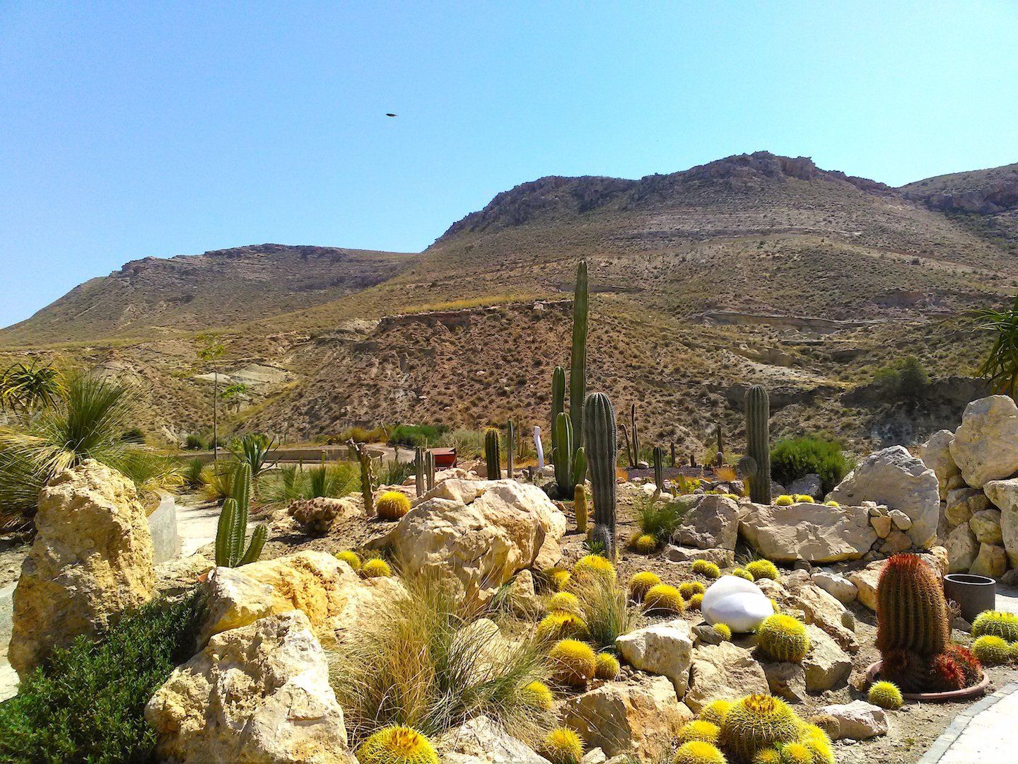 rockery with an assortment of cacti in the foreground and a mountain backdrop rising high above in the distance
