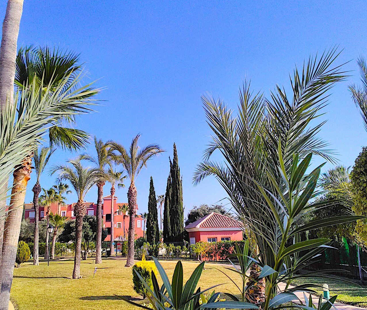 the gardens with tall palm trees and lovely flowers and bushes at ground level