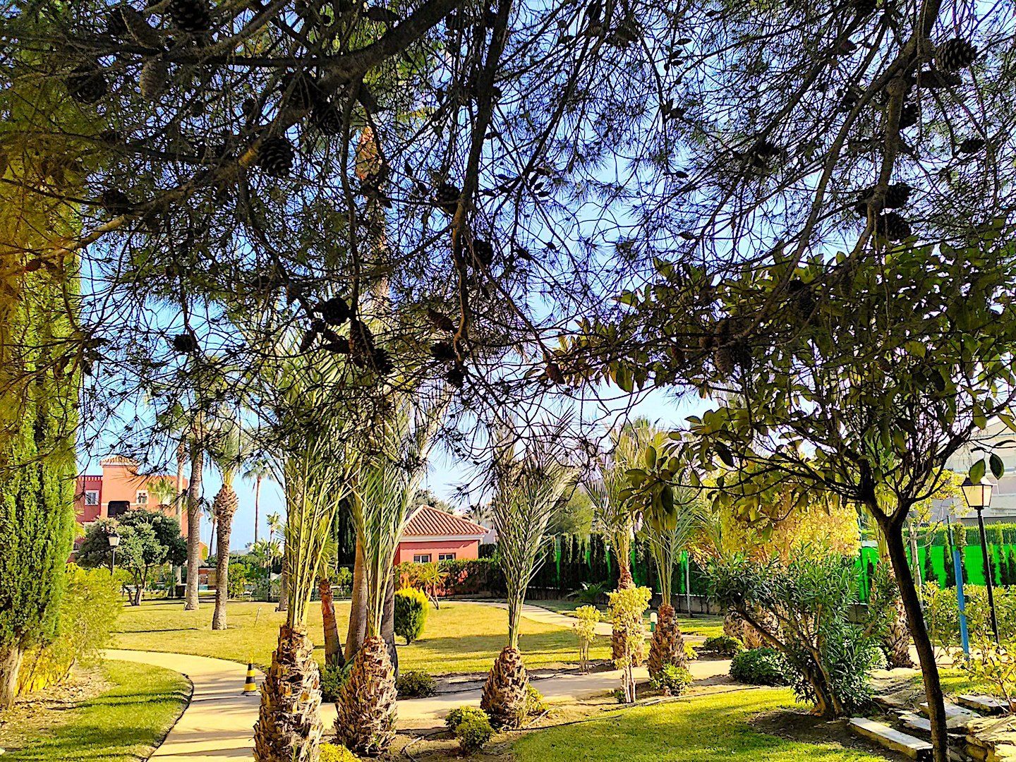 looking through the pine like trees onto the beautiful gardens