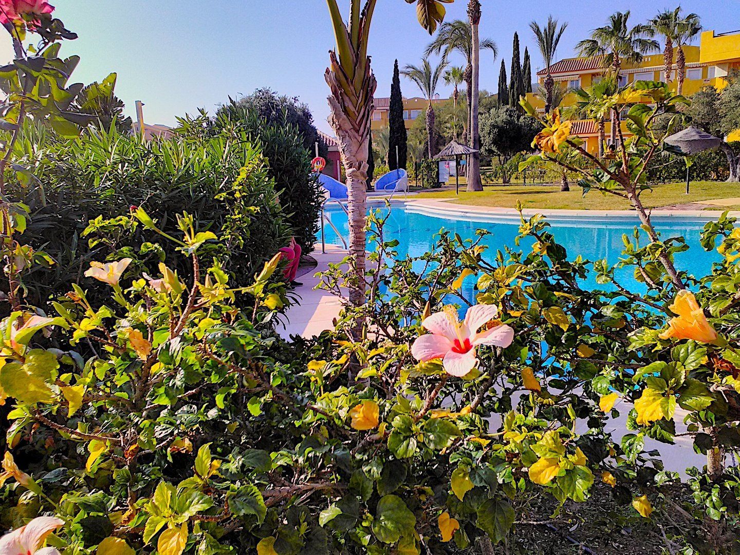 looking though plants and flowers with a glimpse of the pool beyond