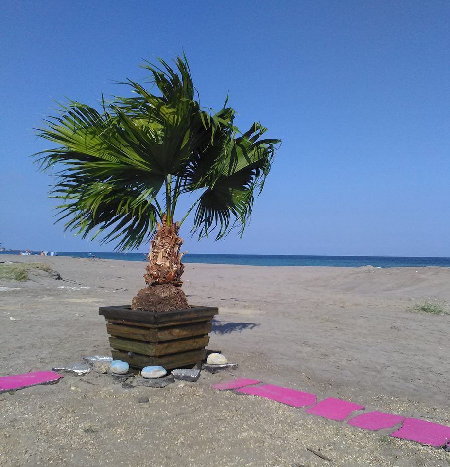 a single bushy palm tree in a massive planter with a purple border on a sandy beach it looks windy