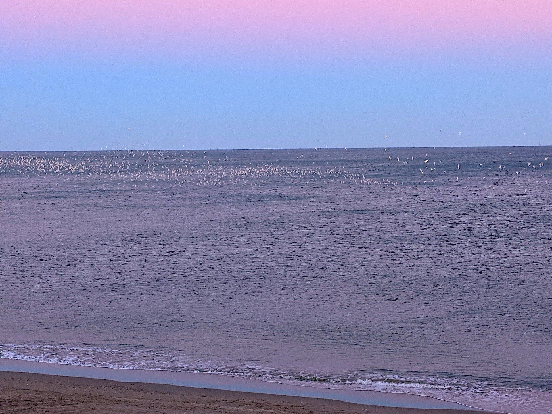 a huge flock of white sea birds sat on the sea in the distance