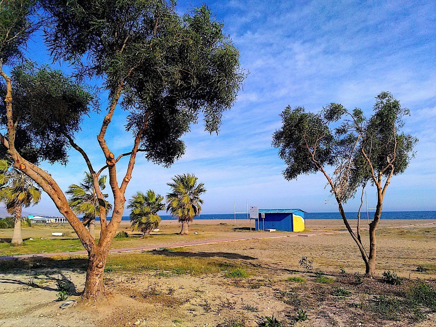 a few trees growing in the sand with a blue and yellow beach hut in the middle and the beach beyond