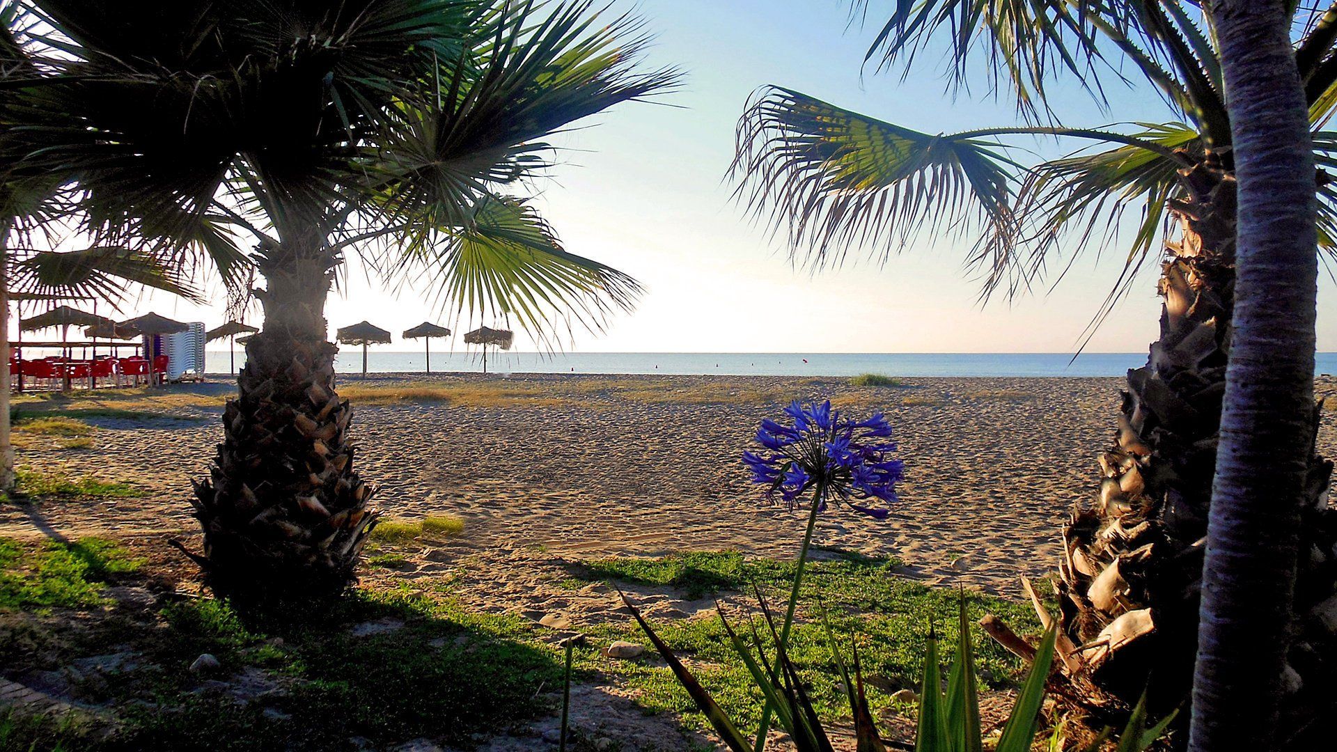 dos palmeras bajas enmarcan la imagen con una sola flor morada en el medio y la playa de arena más allá