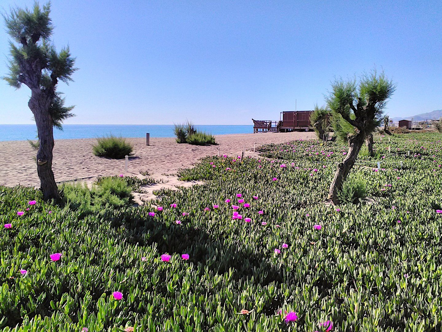 right on the beach a carpet of beautiful pink flowers grown in the sand and you can see the pirate bar on the beach in the distance