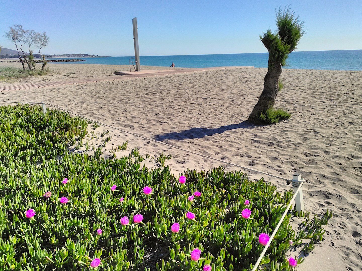 a carpet of purple flowers grow out of the sand