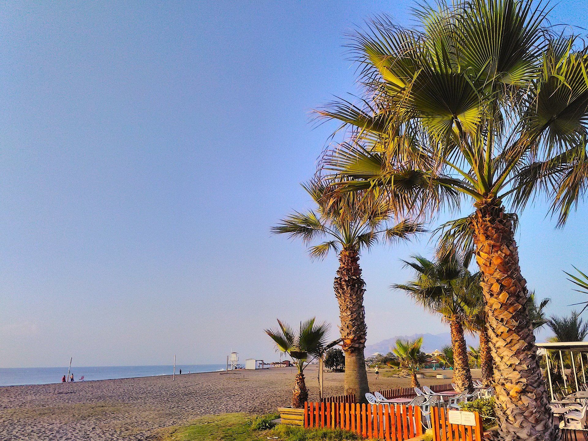 a clump of tall palm trees with a cafe seating area beneath