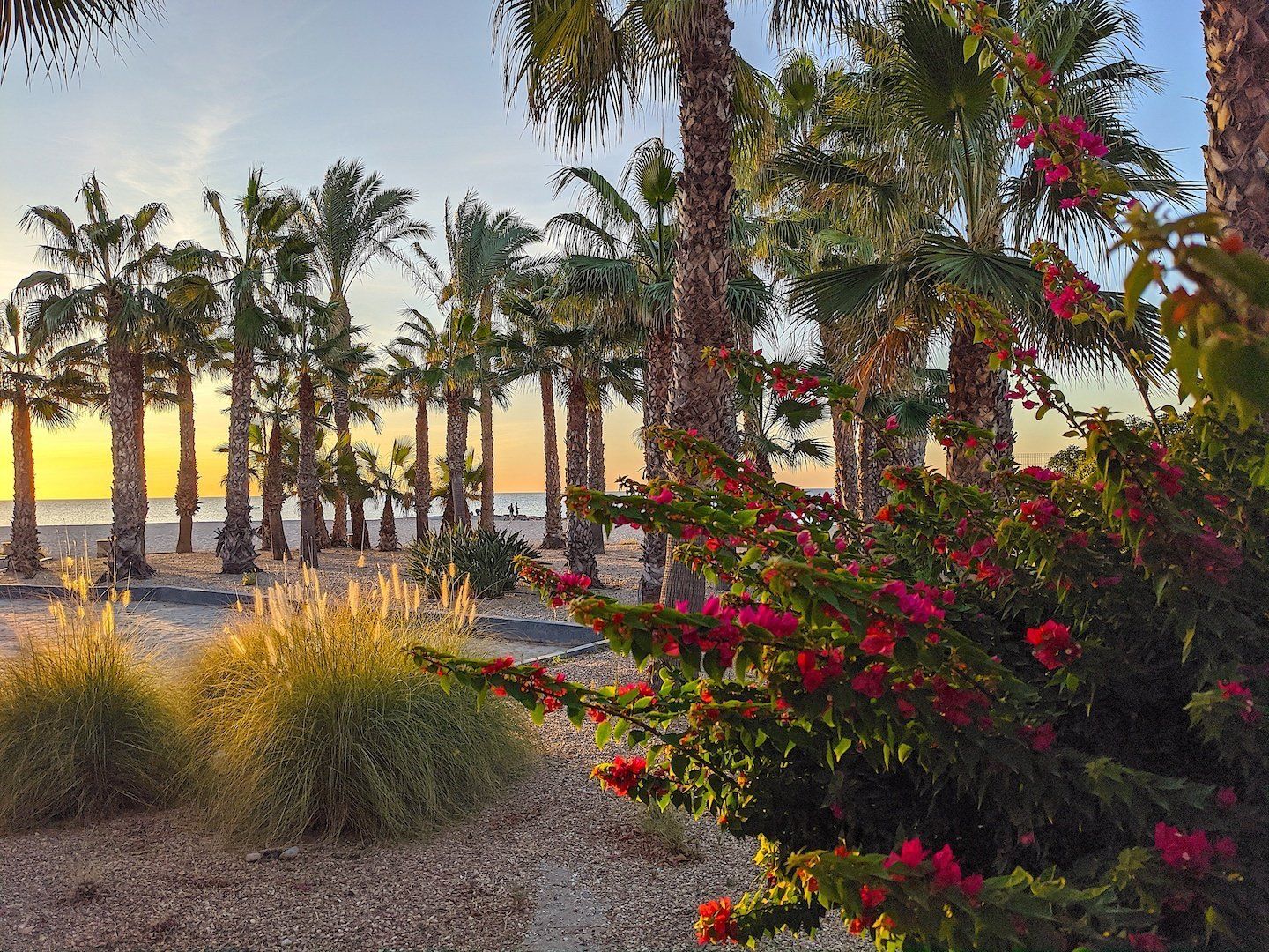 Bright pink flowers and ornamental grasses in the foreground leading to tall palm trees and the sea in the distance