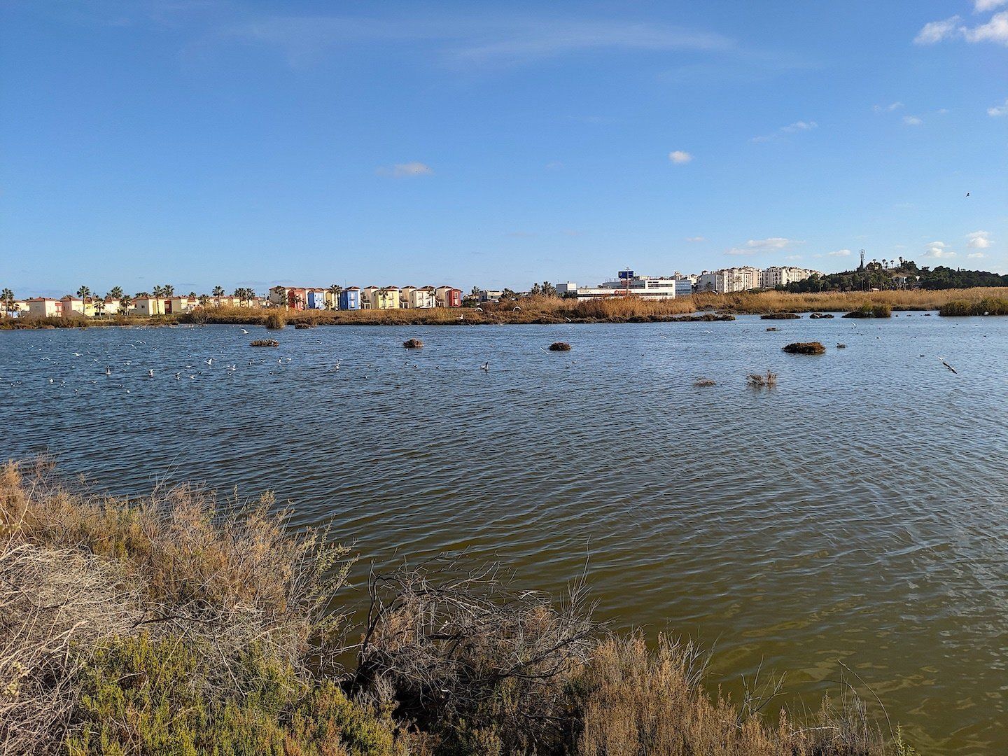 looking over the water of a salt marsh with lots of bird wildlife on the water and modern colourful housing in the distance