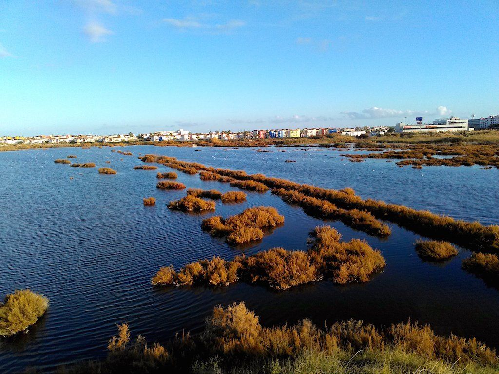 view across the salt salinas with clumps of reeds and modern development in the distance