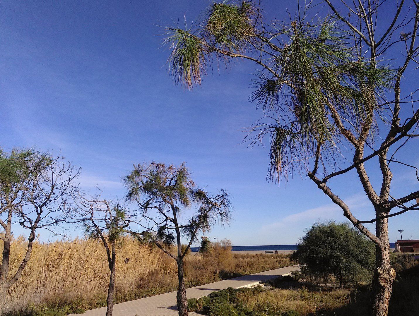 paved pathway through reed marsh and trees leads to wild looking beach beyond