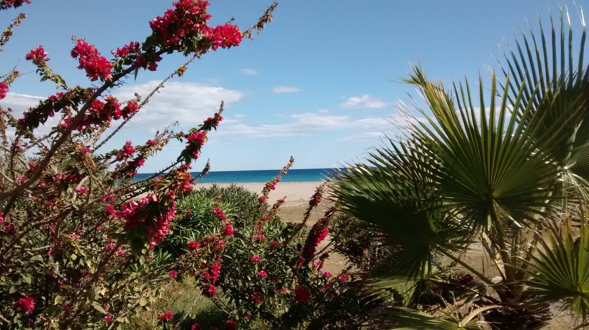 mirando a través de hermosos pétalos rojos y hojas de palma hacia la playa y el mar azul más allá