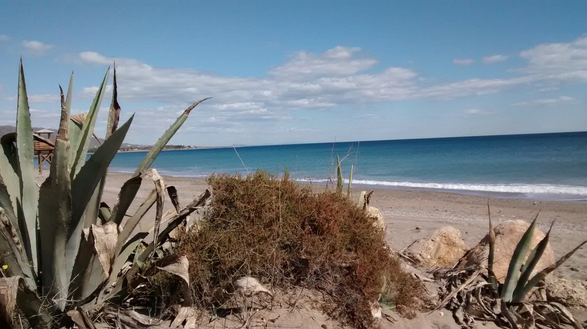 looking over rocks and cactus onto a wild and natural looking beach