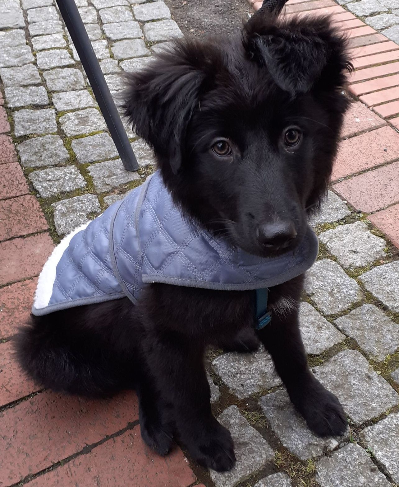 Office Dog of LIGHTING PROFESSIONALS ACADEMY
