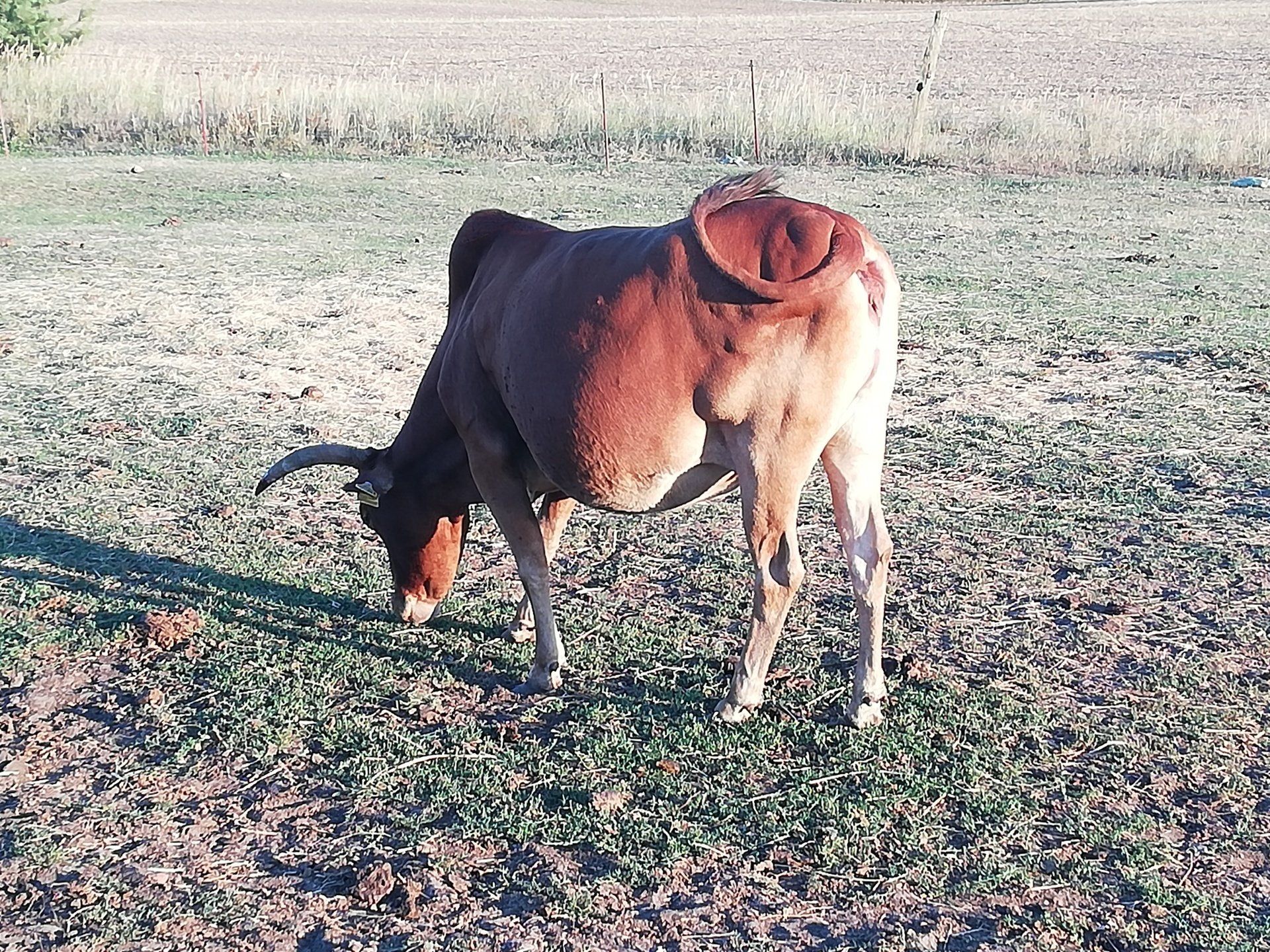 Zeburind, Zwergzebu, Biorind