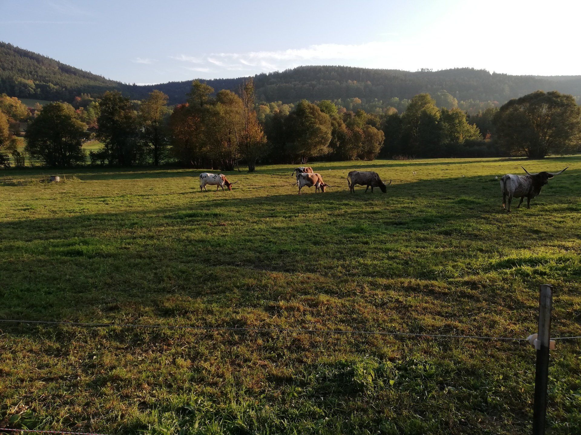 Weidehaltung in Österreich