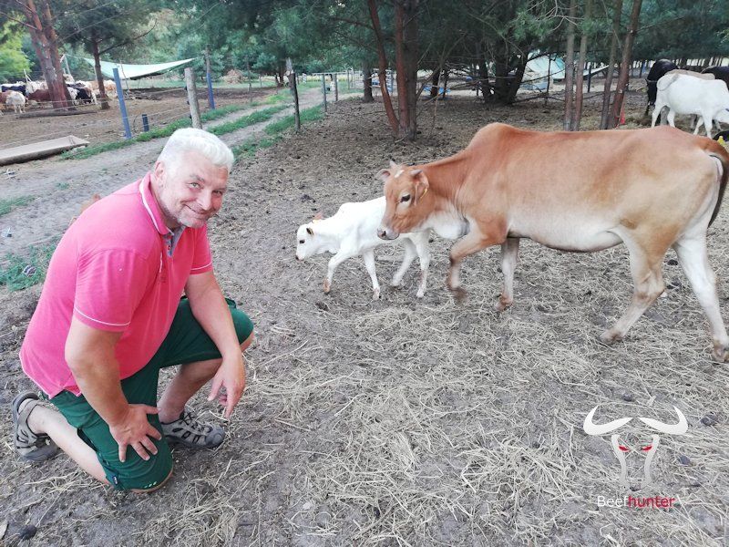 Nils Peter Czaja mit Mutterkuh und Kalb Nils Peter Czaja mit Mutterkuh und Kalb